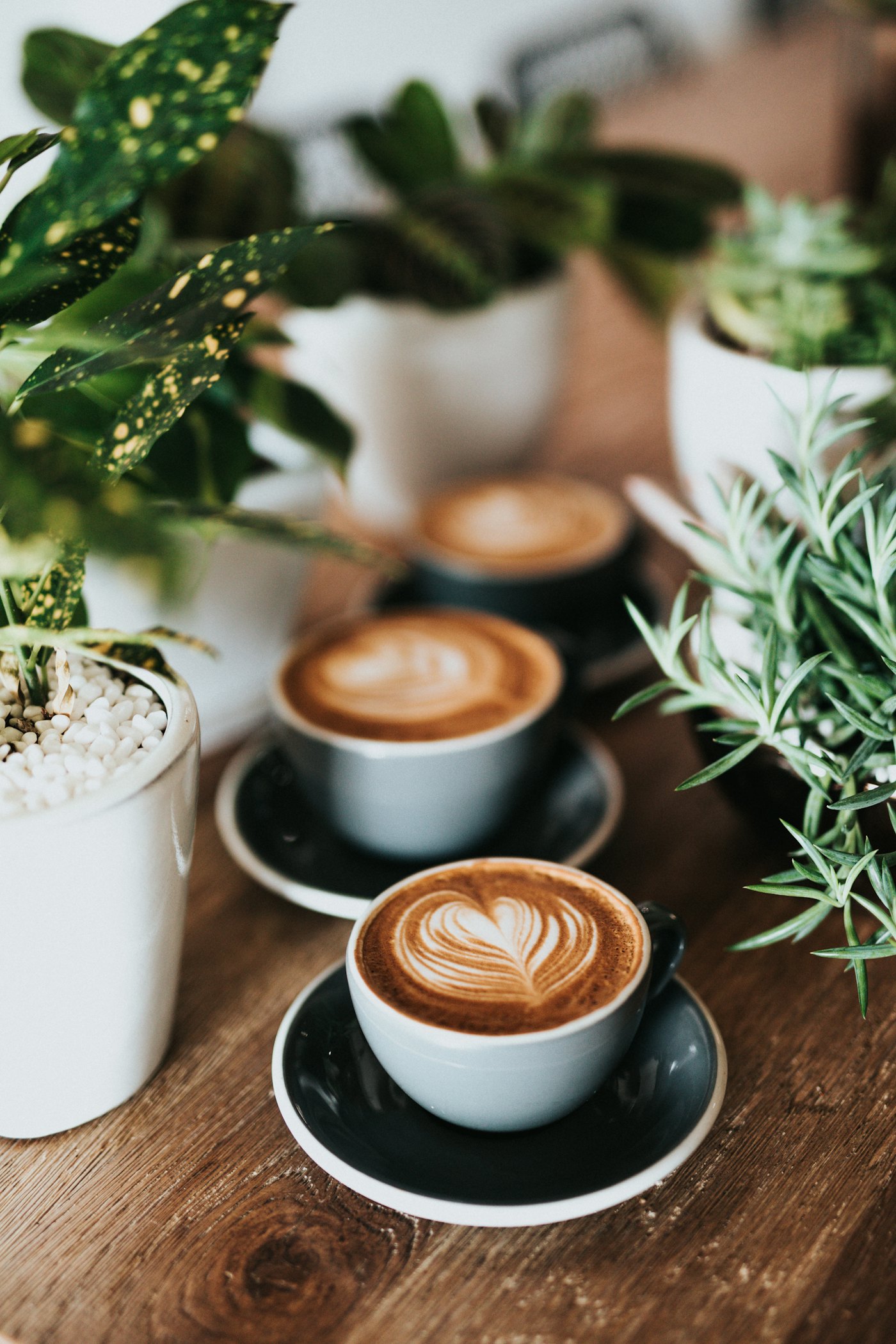 Latte art in cups among plants